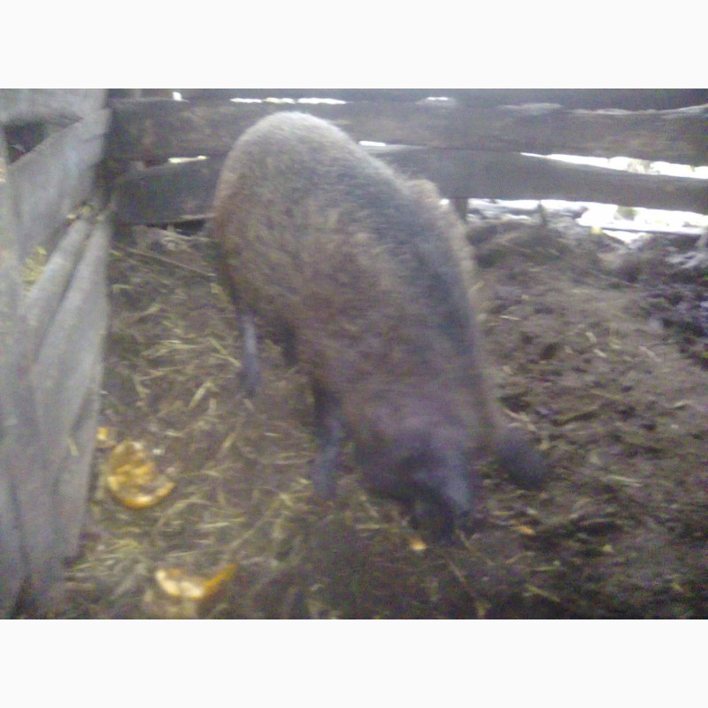 Фото 5. Продам свиноматку венгерской пуховой мангалицы