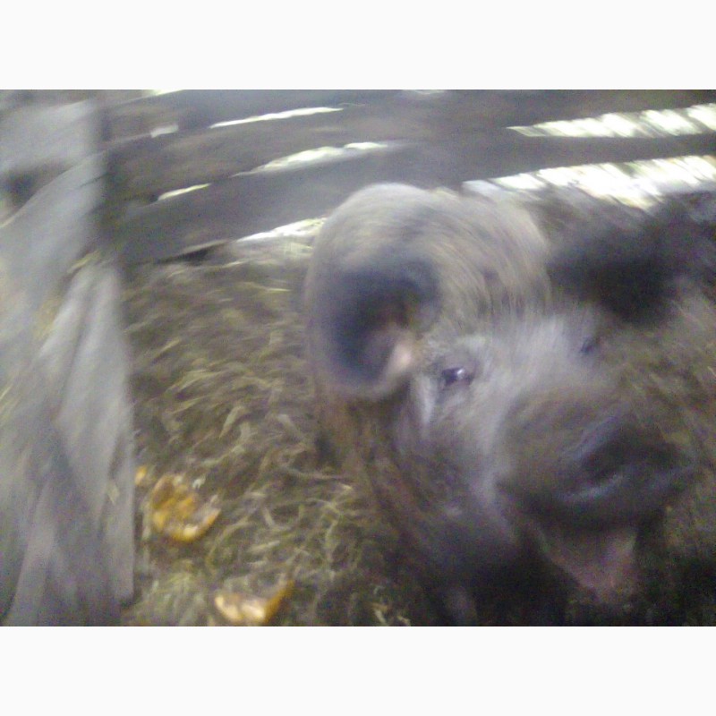 Фото 6. Продам свиноматку венгерской пуховой мангалицы