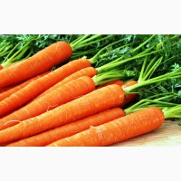 Цікавить морква