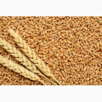 Предприятие на постоянной основе закупает пшеницу 2, 3 класса, фураж