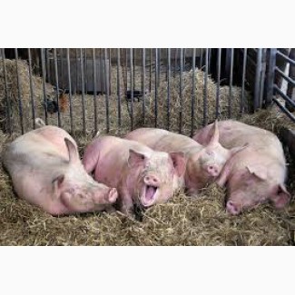 Продам домашніх мясних свиней