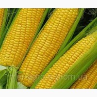 Продам високоврожайну кукурудзу ВН 63 ( ФАО 280)