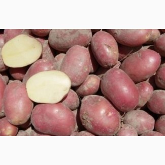 Продам картофель в асортименте (Алладин, Рокко, Белларосса, Тайфун) 12 тонн