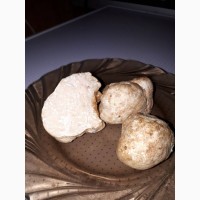 Продам білий трюфель, знайдений сьогодні у карпатах вагою 144гр