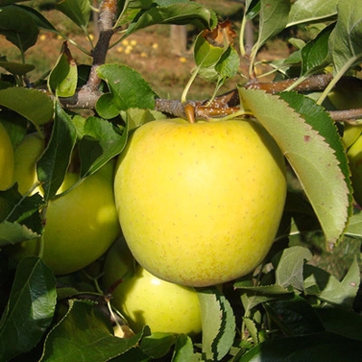 Фото 2. Флорина, Джонатан, Голден, Росавка - яблоки от производителя