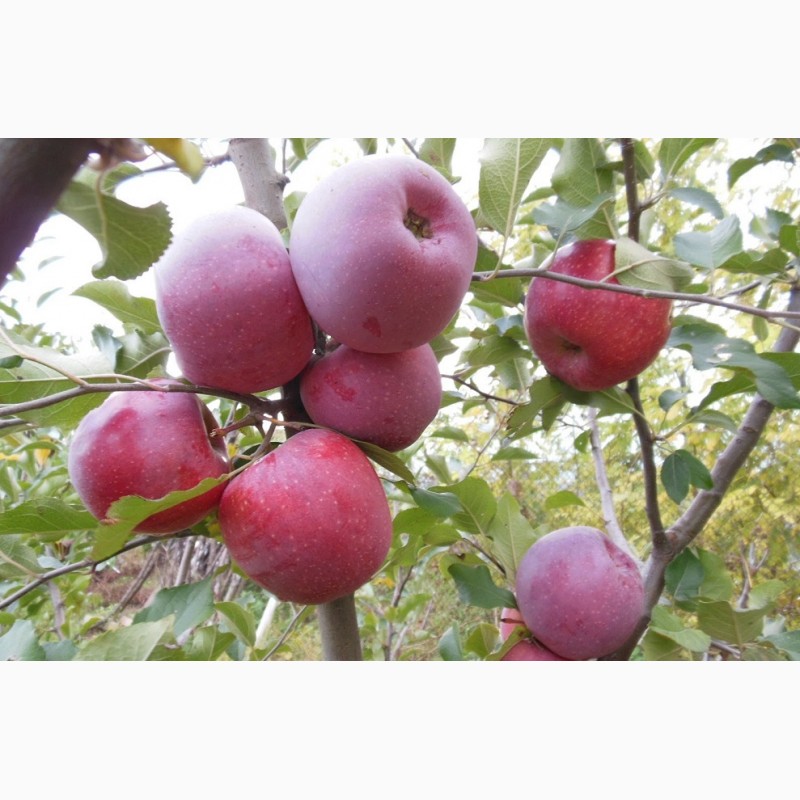 Фото 3. Флорина, Джонатан, Голден, Росавка - яблоки от производителя