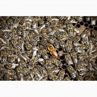 Бджолопакети недорого