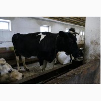 Продаются высокопродуктивные коровы 4 головы