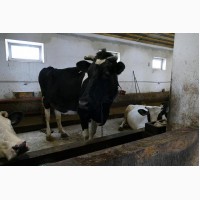 Продаются высокопродуктивные коровы 4 головы