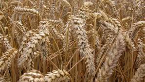 Фото 3. Куплю пшеницу. Постоянно