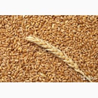 Закупаем пшеницу по Херсонской области. Высокая цена