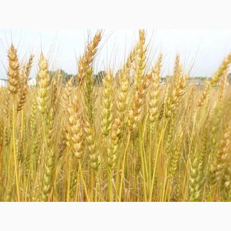 Семена пшеницы озимой твердой Амазонка, 208-287 дней, 66, 7-74, 7 ц/га