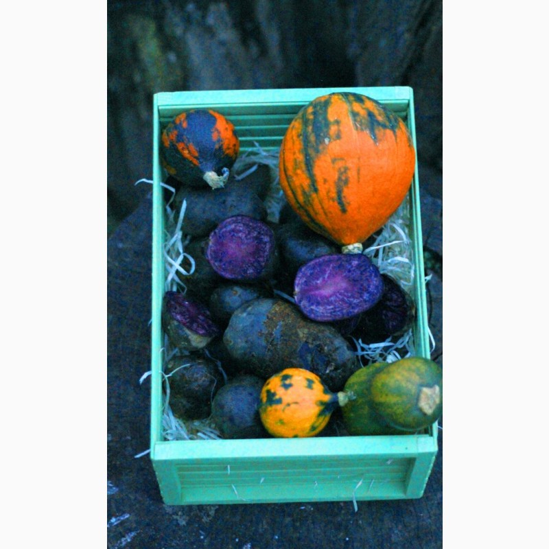 Фото 3. Фиолетовый картофель, фіолетова картопля, сорту Вітелот(Vitelotte)