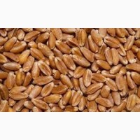 Семена яровой пшеницы КВС АКВИЛОН