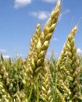 Фото 2. Семена яровой пшеницы КВС АКВИЛОН
