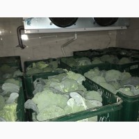 Продам броколі брокколи