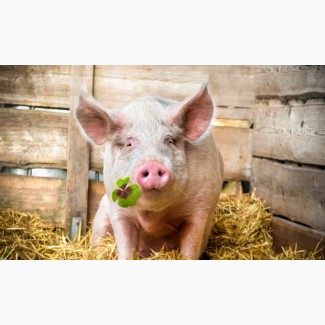 Продам откормочные свиньи 110-120кг