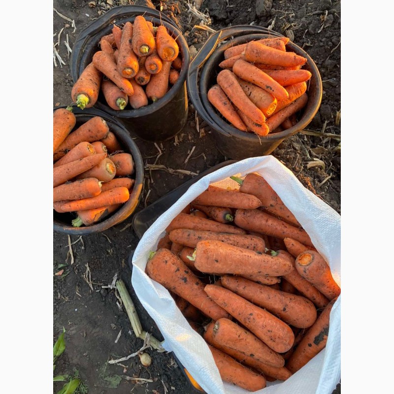 Фото 2. Морковь Абако, высокого качества, опт от 10 тонн с поля по лучшим ценам