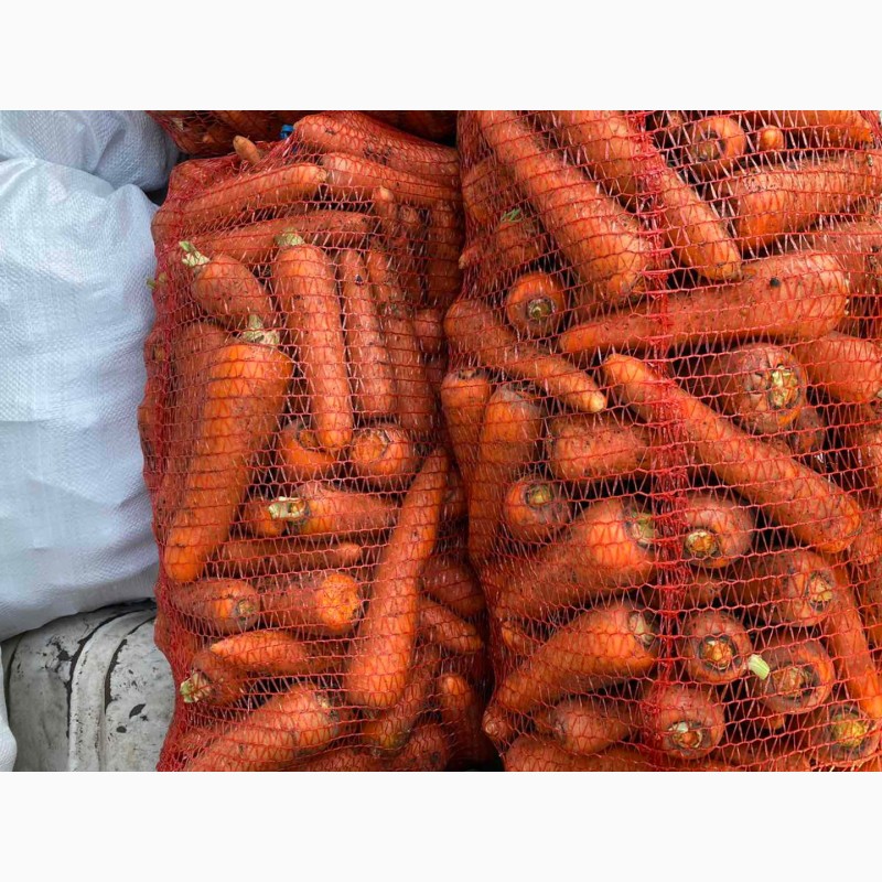 Фото 3. Морковь Абако, высокого качества, опт от 10 тонн с поля по лучшим ценам