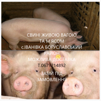 М#039;ясо Свинина свині домашні живою та розруби з Доставкою Мироніка+50км