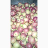 Продам яблоки несколько сортов от поставщика с 5 тонн. По Украине и на экспорт