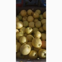 Продам яблоки несколько сортов от поставщика с 5 тонн. По Украине и на экспорт