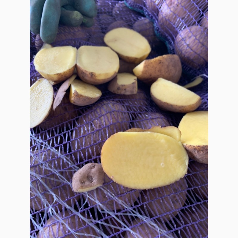Фото 2. ПРОДАМ Продовольственную и Семенную картошку Сорта Сорая, Барвина, Джилли, Галла и другие