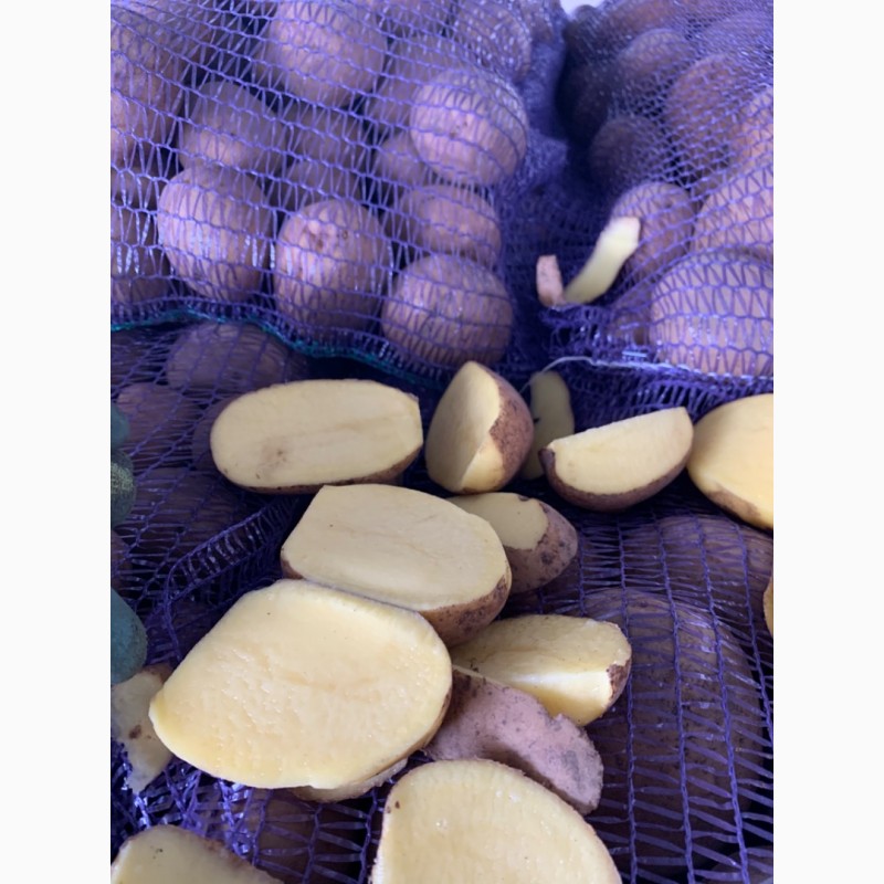 Фото 5. ПРОДАМ Продовольственную и Семенную картошку Сорта Сорая, Барвина, Джилли, Галла и другие