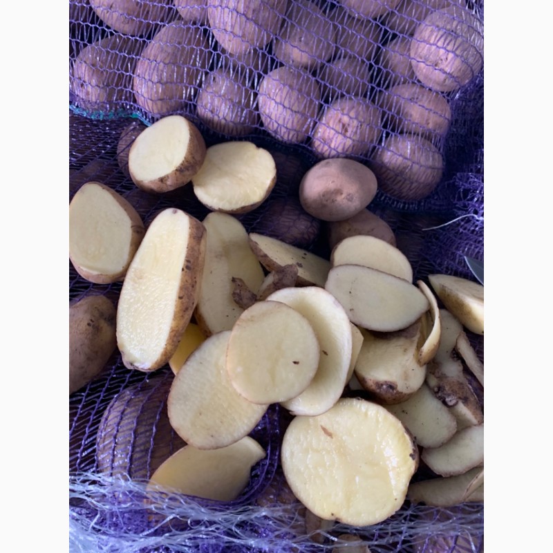 Фото 6. ПРОДАМ Продовольственную и Семенную картошку Сорта Сорая, Барвина, Джилли, Галла и другие