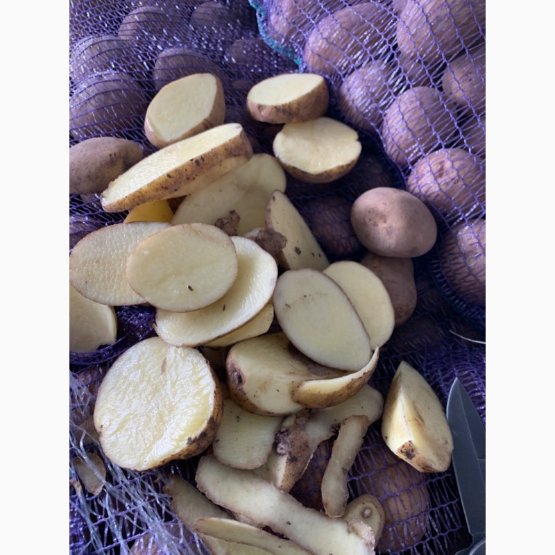 Фото 7. ПРОДАМ Продовольственную и Семенную картошку Сорта Сорая, Барвина, Джилли, Галла и другие