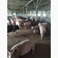 Продажа мясных свиней живок