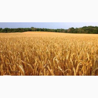 Пшеница озимая Гарантия одесская