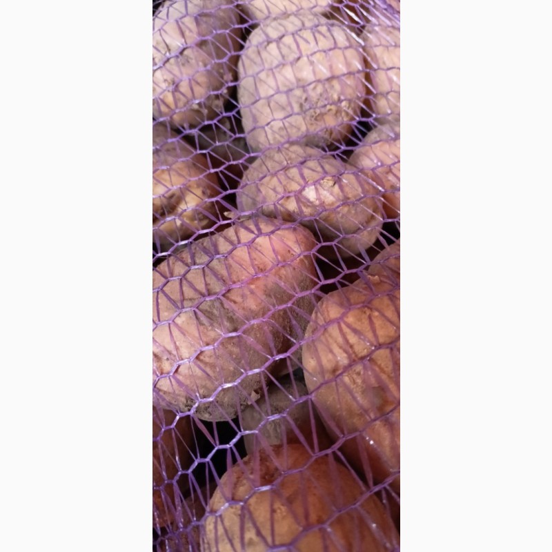 Фото 5. Продам товарну та посадкову картоплю 22т
