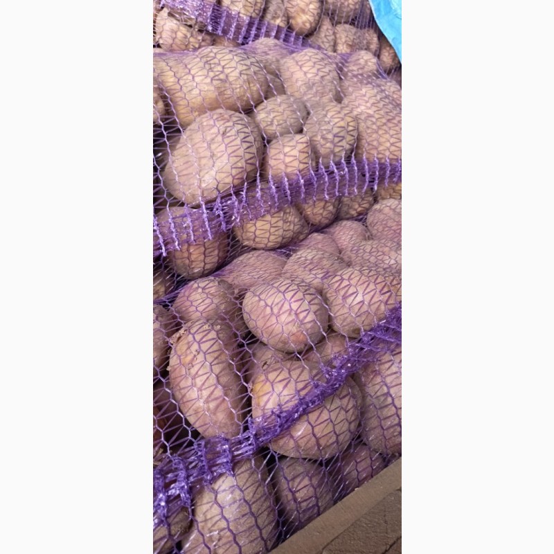 Фото 6. Продам товарну та посадкову картоплю 22т