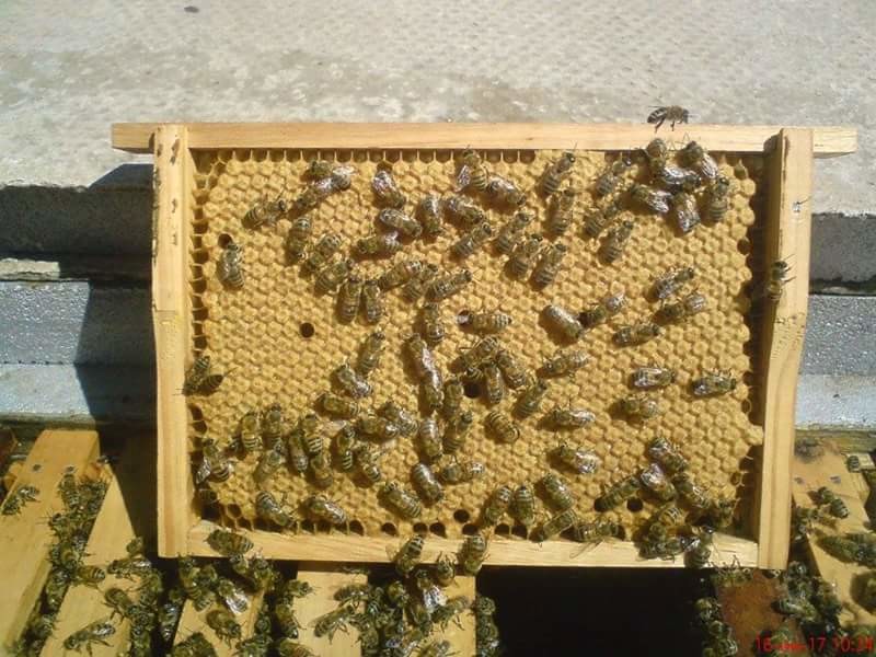 Фото 2. Продам бджолопакети карніка