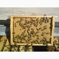Продам бджолопакети карніка