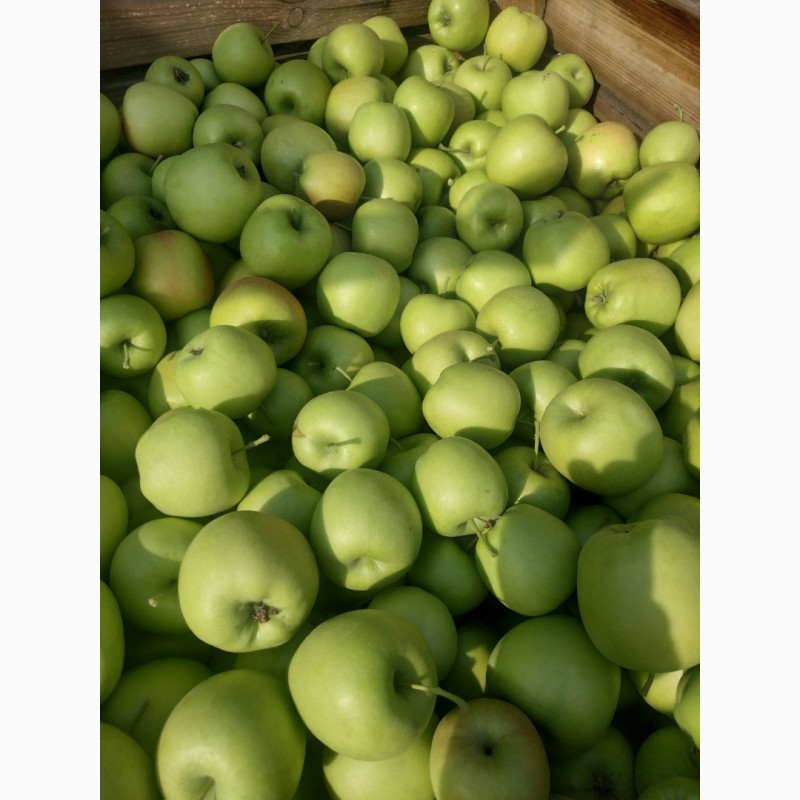 Фото 2. Продам яблука з саду. Харківська область