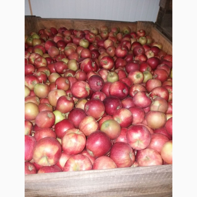 Фото 3. Продам яблука з саду. Харківська область