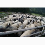 Продам Вівців