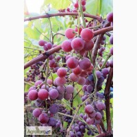 Саджанці неукривного винограду, дворічні
