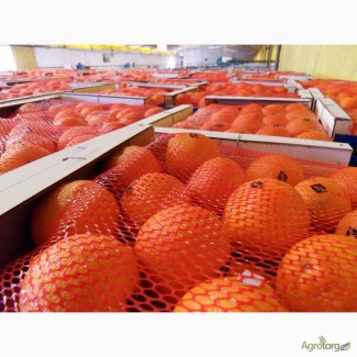 Апельсины Марокко: MAROC LATE-очень СЛАДКИЕ
