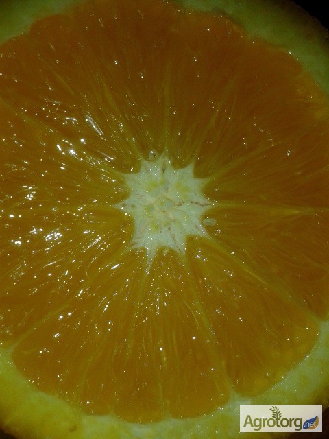Фото 3. Апельсины Марокко: MAROC LATE-очень СЛАДКИЕ