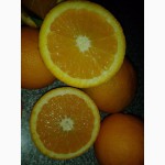 Апельсины Марокко: MAROC LATE-очень СЛАДКИЕ