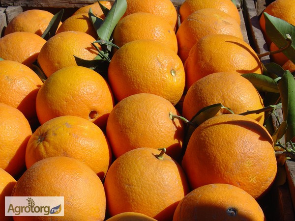 Фото 5. Апельсины Марокко: MAROC LATE-очень СЛАДКИЕ