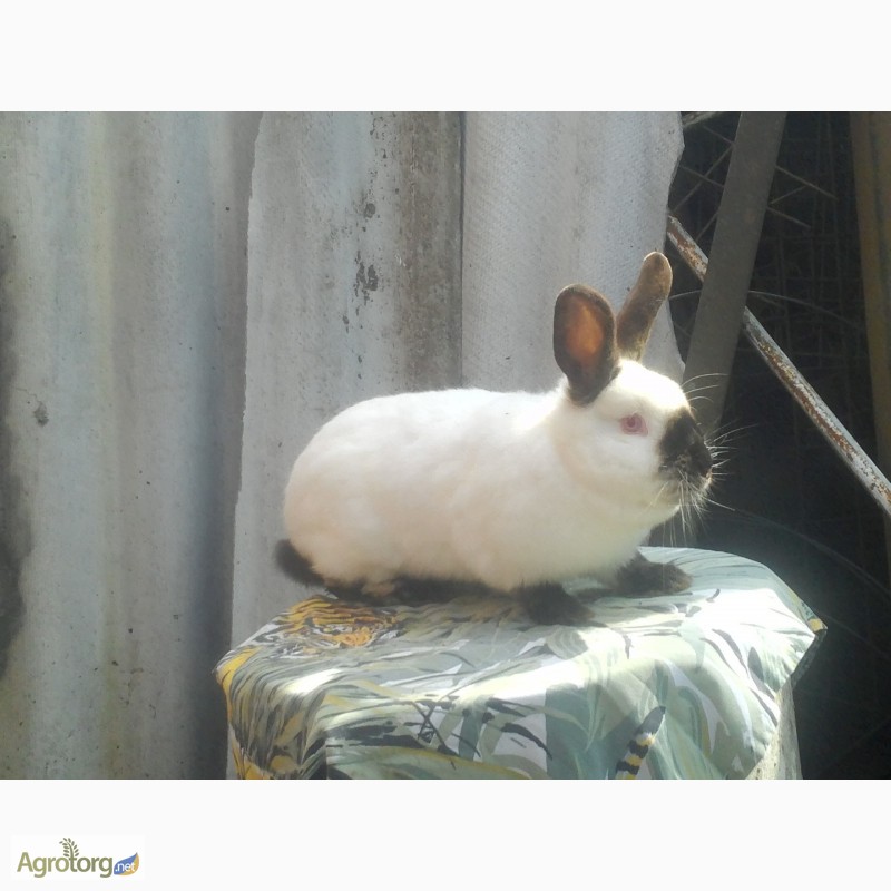 Фото 3. Кролики порід: Каліфорнія, Панон, Полтавське срібло