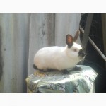 Кролики порід: Каліфорнія, Панон, Полтавське срібло