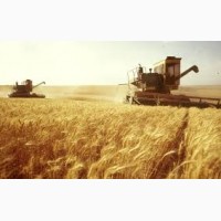 Экспорт зерновых, зернобобовых, масличных и др. культур в страны ЕС (зерно, кукуруза и тд