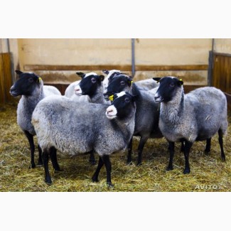 Куплю овец романовской породы