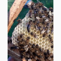 Пропоную бджолині матки плідні 2019 року Карпатської породи