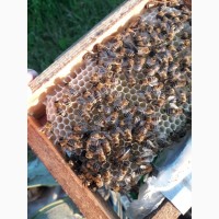 Пропоную бджолині матки плідні 2019 року Карпатської породи